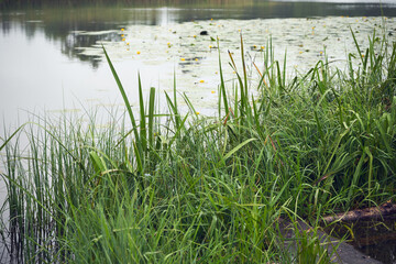 Pałka wąskolistna, Typha angustifolia, L. © Marcin Łazarczyk
