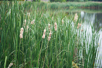 Pałka wąskolistna, Typha angustifolia, L. © Marcin Łazarczyk