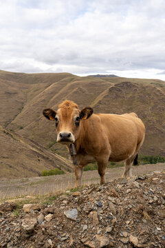 Vaca en Pirineos