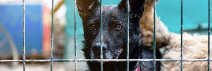 Stray dog in animal shelter waiting for adoption. Portrait of homeless dog in animal shelter cage.