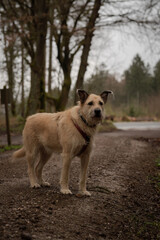 A white dog in front of a brown background