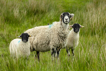 Swaledale ewe or female sheep with her two well grown lambs, facing front in open moorland, Yorkshire Dales, UK. Horizontal, space for copy