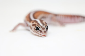 african fat tail gecko isolated on white background