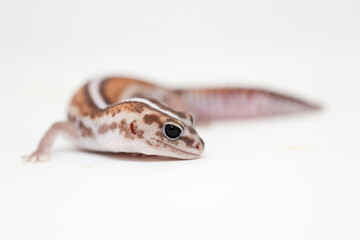 african fat tail gecko isolated on white background
