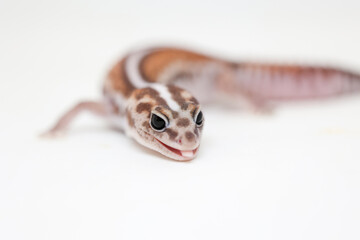 african fat tail gecko isolated on white background