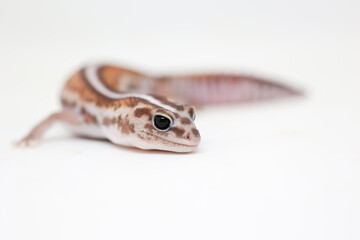 african fat tail gecko isolated on white background