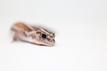 african fat tail gecko isolated on white background