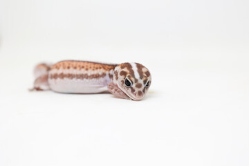 african fat tail gecko isolated on white background