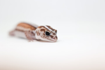 african fat tail gecko isolated on white background
