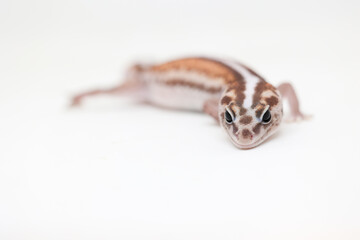 african fat tail gecko isolated on white background