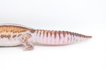 african fat tail gecko isolated on white background
