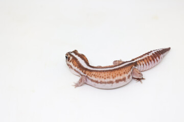 african fat tail gecko isolated on white background