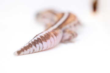 african fat tail gecko isolated on white background