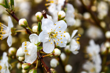 białe małe piękne kwiaty  © Piotr