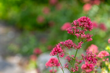 close up of a pink flower with a green background