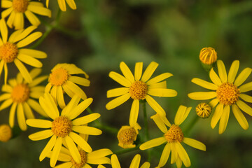 zółty kwiatek © Piotr