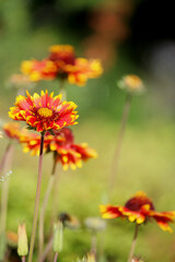 orange flower in the garden