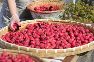 umeboshi japanese plum