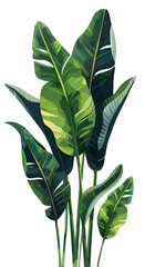 long green leaves