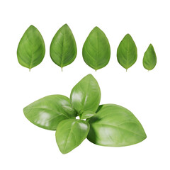 Photo realistic green basil isolated on transparent background.