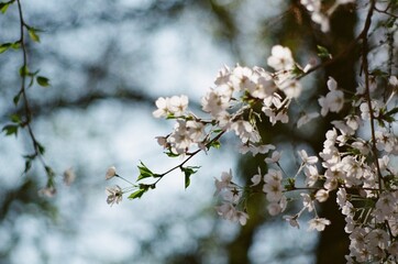 Obraz premium Beatiful flower 