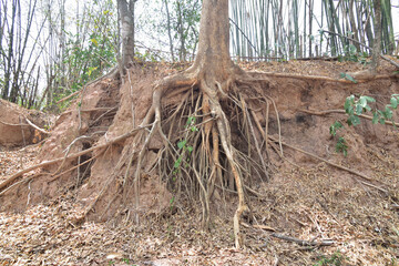 Tree with twisted roots in asia.