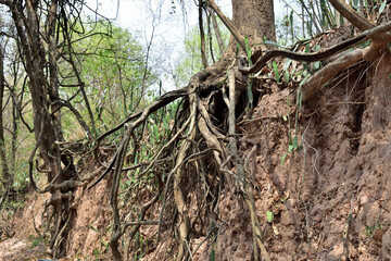 Tree with twisted roots in asia.