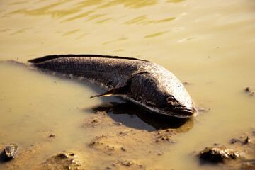 Fototapeta premium fish on the lake