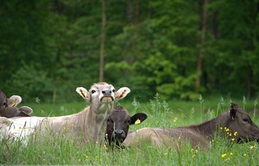 young cows lie on the grass in a meadow near the forest