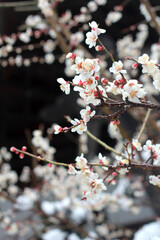 japanese plum ume