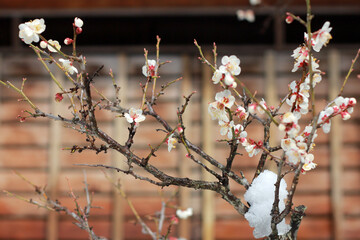 kapanese plum in spring ume