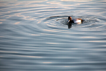 duck in the water