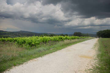 Vineyards in Provence in summer on a sunny day. High quality photo