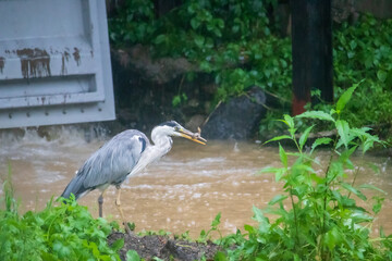 A gray heron catching a loach fish in the river with heavy rain.