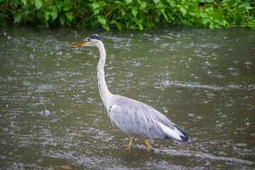 A gray heron standing in the river with heavy rain.