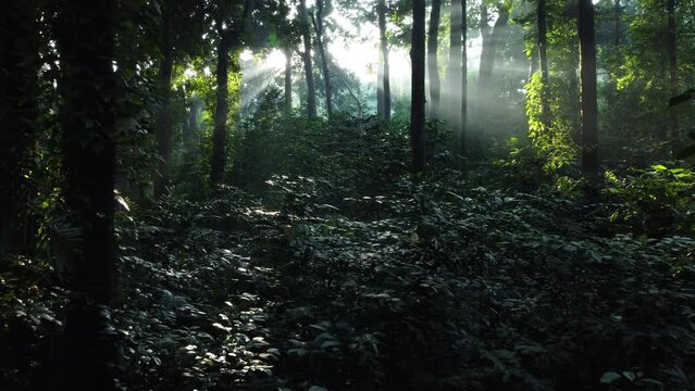 Beautiful tropical forest with morning sunlight in the dense tropical rainforest. Cifor, IPB University Bogor Research Forest, Indonesia.