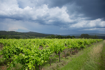 Fototapeta premium Vineyards in Provence in summer on a sunny day. High quality photo