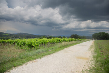 Vineyards in Provence in summer on a sunny day. High quality photo