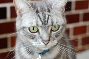 portrait of a cat