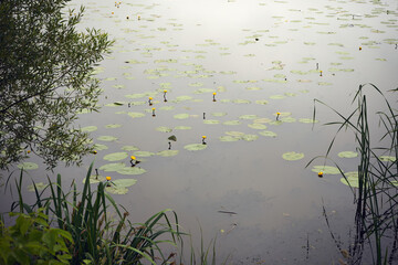 grążel żółty, bączywie, nuphar lutea © Marcin Łazarczyk