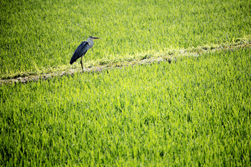 heron on the grass