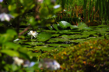 water lily in the pond