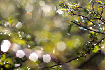 spring in the park