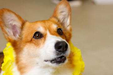 close up of a dog