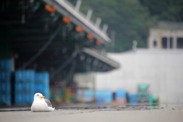 seagulls and fishing port