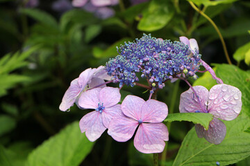 japanese hydrangea