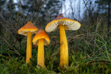 Witch's Hat or Blackening Waxcap (Hygrocybe conica) - orange mushrooms on a meadow