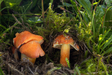 Fibrous Waxcap mushrooms (Hygrocybe intermedia) 