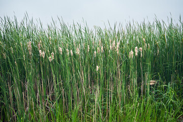 Pałka wąskolistna, Typha angustifolia, L.