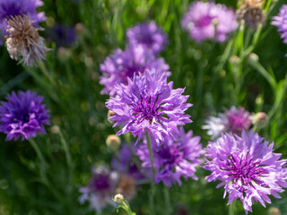 山に咲く赤紫色のヤグルマギク